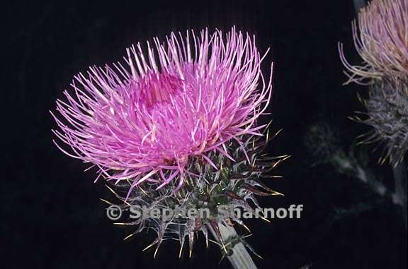 cirsium occidentale var californicum 2 graphic